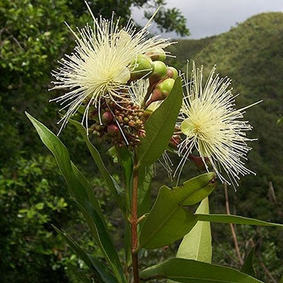 Jambu /Red Wax Apple (Syzygium samarangense) x10 Seeds