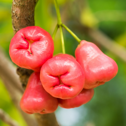 Jambu /Red Wax Apple (Syzygium samarangense) x10 Seeds