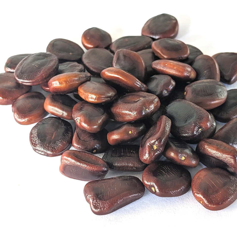 Siyambala seeds (Tamarindus indica) Natural Organic 10 Seeds