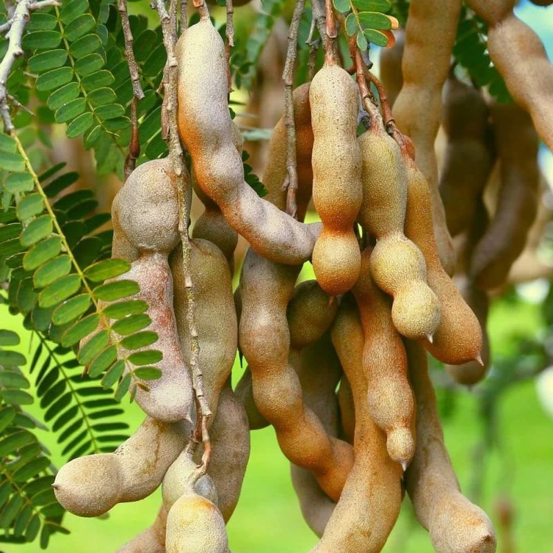 Siyambala seeds (Tamarindus indica) Natural Organic 10 Seeds