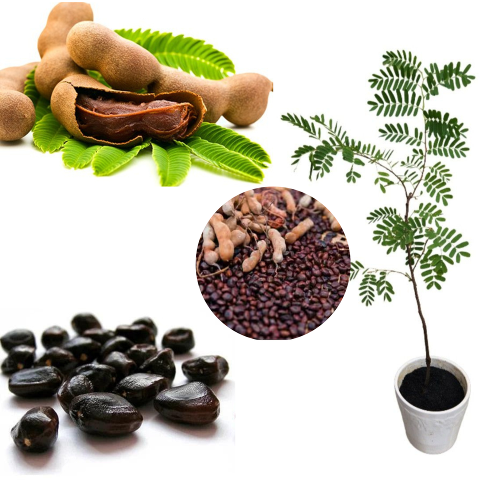 Siyambala seeds (Tamarindus indica) Natural Organic 10 Seeds