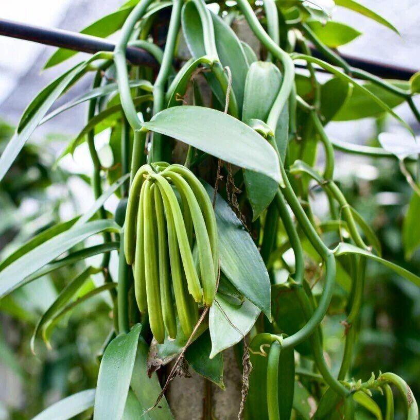 Vanilla cuttings (Vanilla planifolia) orchid species live well-Rooted cuttings