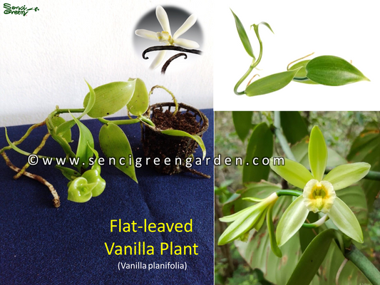 Flat-leaved vanilla Plant (Vanilla planifolia) 15Cm - 20Cm Size