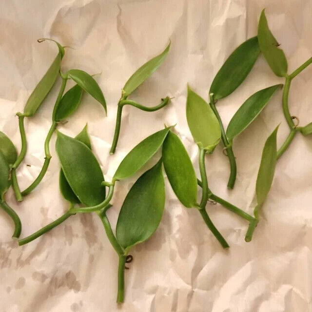 Vanilla cuttings (Vanilla planifolia) orchid species live well-Rooted cuttings