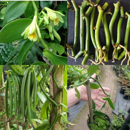 Vanilla cuttings (Vanilla planifolia) orchid species live well-Rooted cuttings