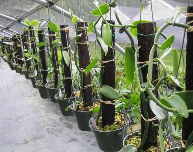 Vanilla cuttings (Vanilla planifolia) orchid species live well-Rooted cuttings