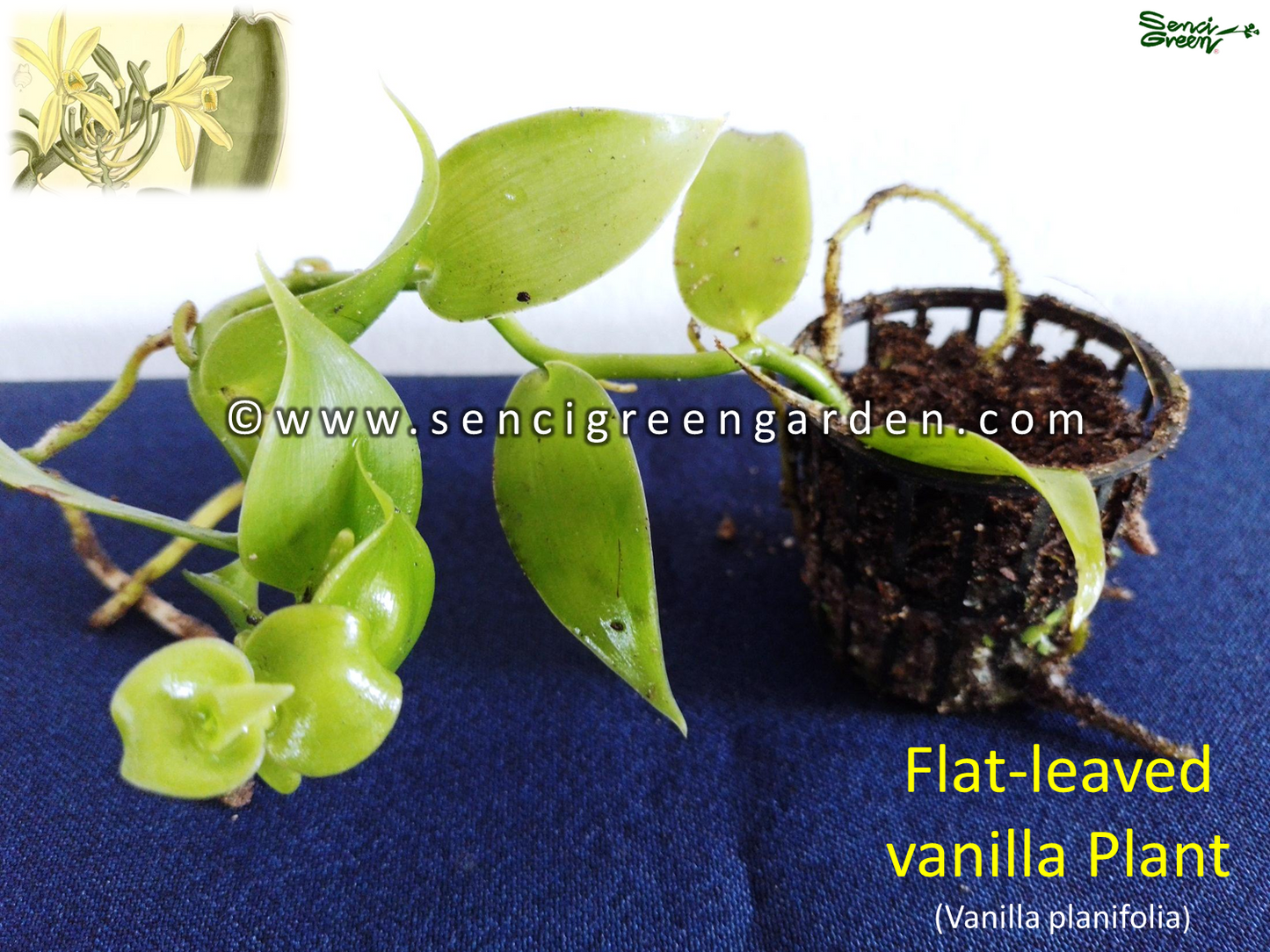 Flat-leaved vanilla Plant (Vanilla planifolia) 15Cm - 20Cm Size