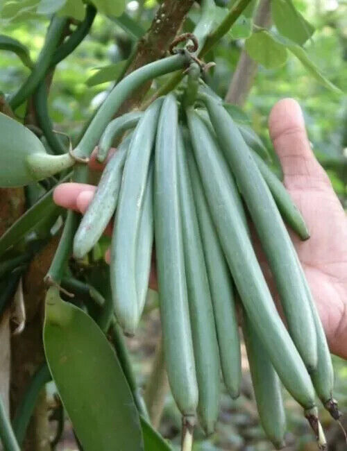 Vanilla cuttings (Vanilla planifolia) orchid species live well-Rooted cuttings