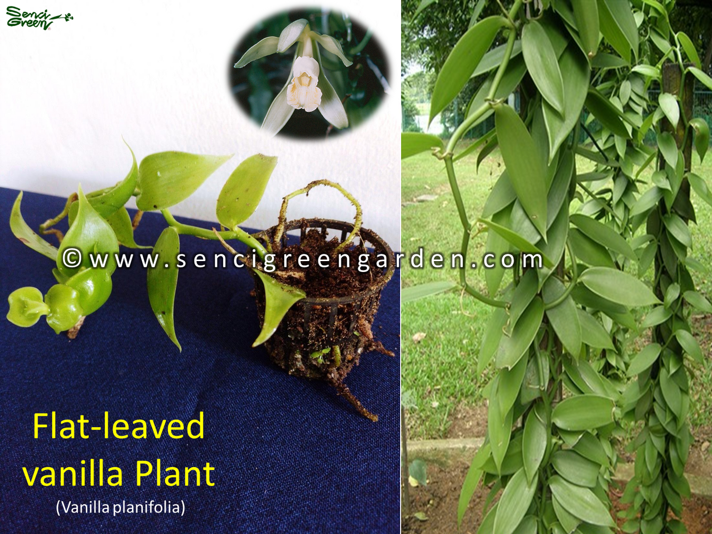 Flat-leaved vanilla Plant (Vanilla planifolia) 15Cm - 20Cm Size