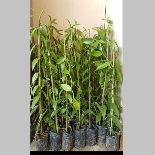 Vanilla cuttings (Vanilla planifolia) orchid species live well-Rooted cuttings