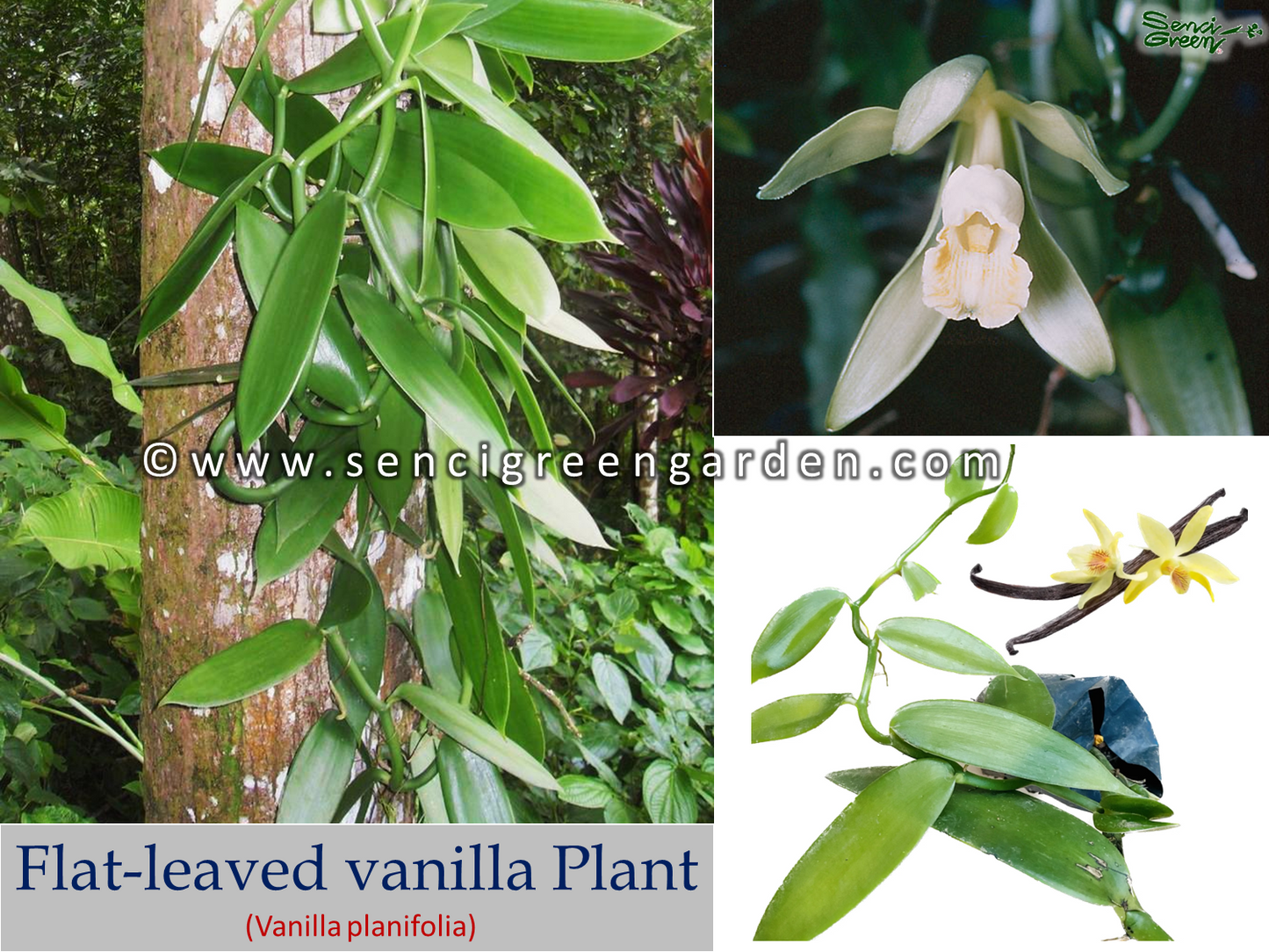 Flat-leaved vanilla Plant (Vanilla planifolia) 15Cm - 20Cm Size