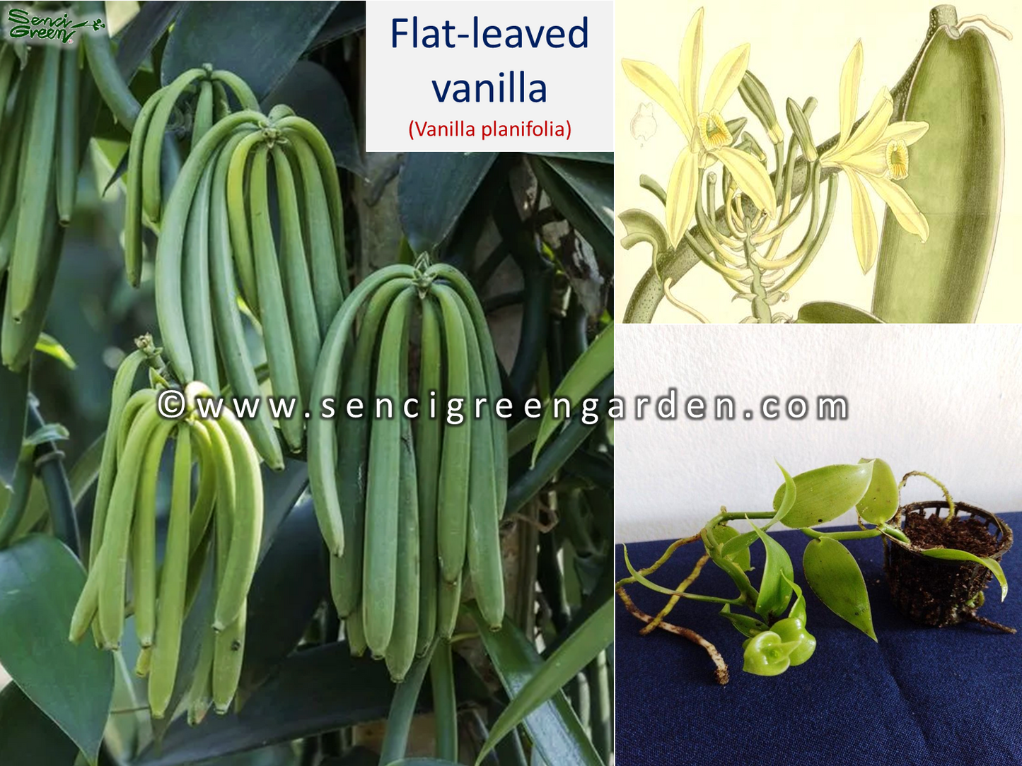 Flat-leaved vanilla Plant (Vanilla planifolia) 15Cm - 20Cm Size