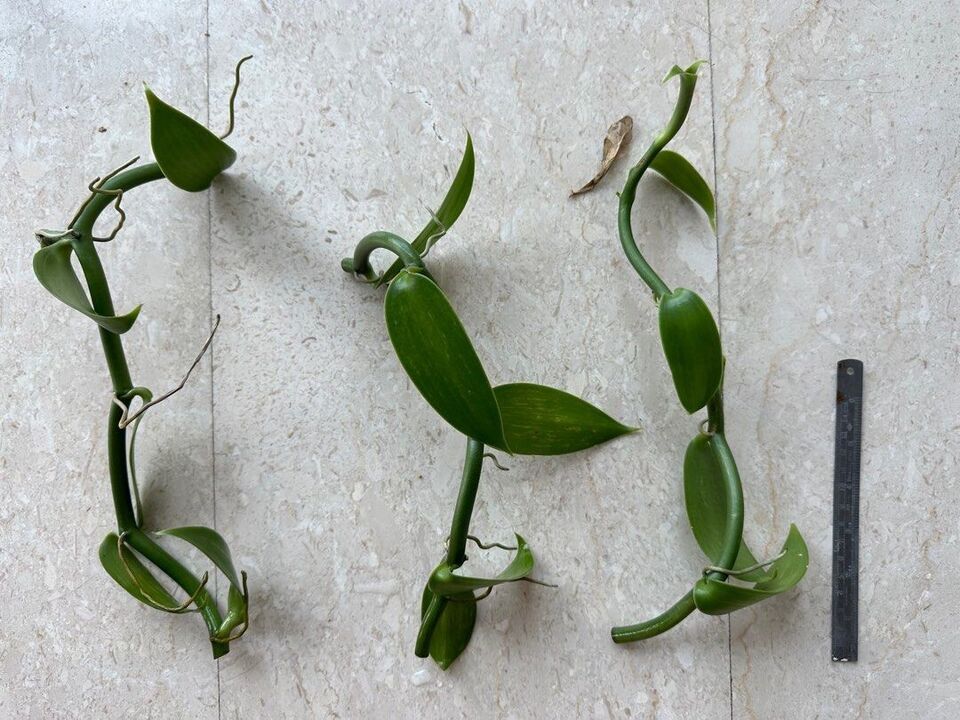 Vanilla cuttings (Vanilla planifolia) orchid species live well-Rooted cuttings