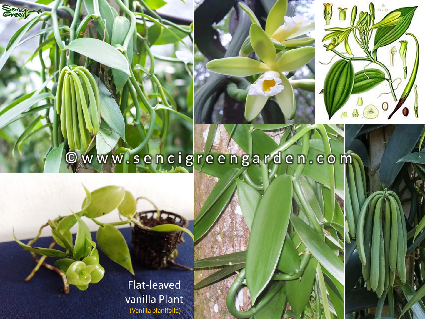 Flat-leaved vanilla Plant (Vanilla planifolia) 15Cm - 20Cm Size