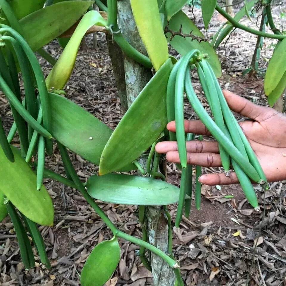 Vanilla cuttings (Vanilla planifolia) orchid species live well-Rooted cuttings