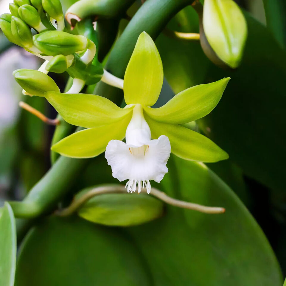 Vanilla cuttings (Vanilla planifolia) orchid species live well-Rooted cuttings