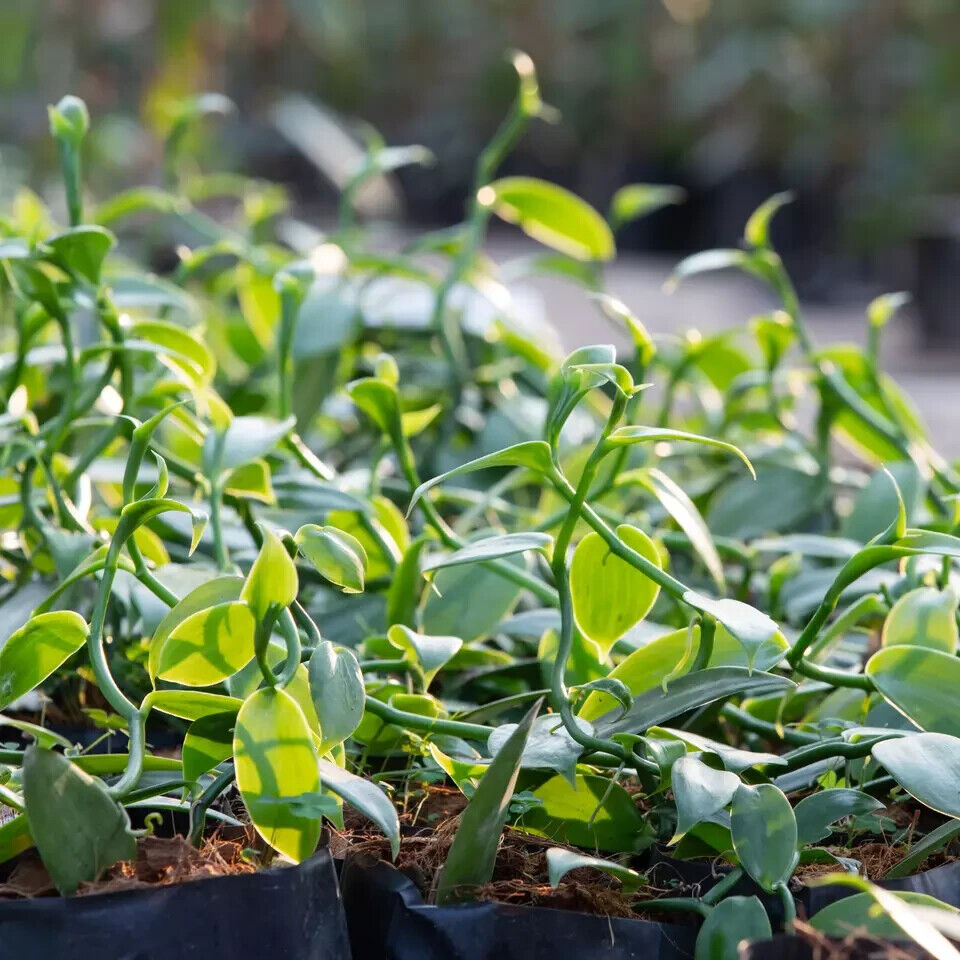 Vanilla cuttings (Vanilla planifolia) orchid species live well-Rooted cuttings