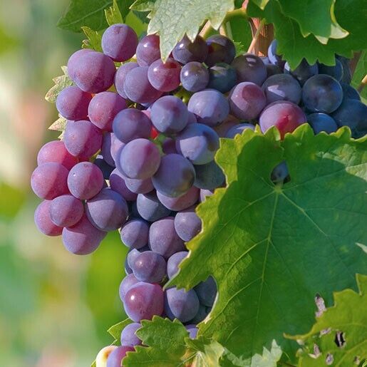 Grape Seeds (Vitis vinifera) Tropical Fruit Organic x20 Seeds