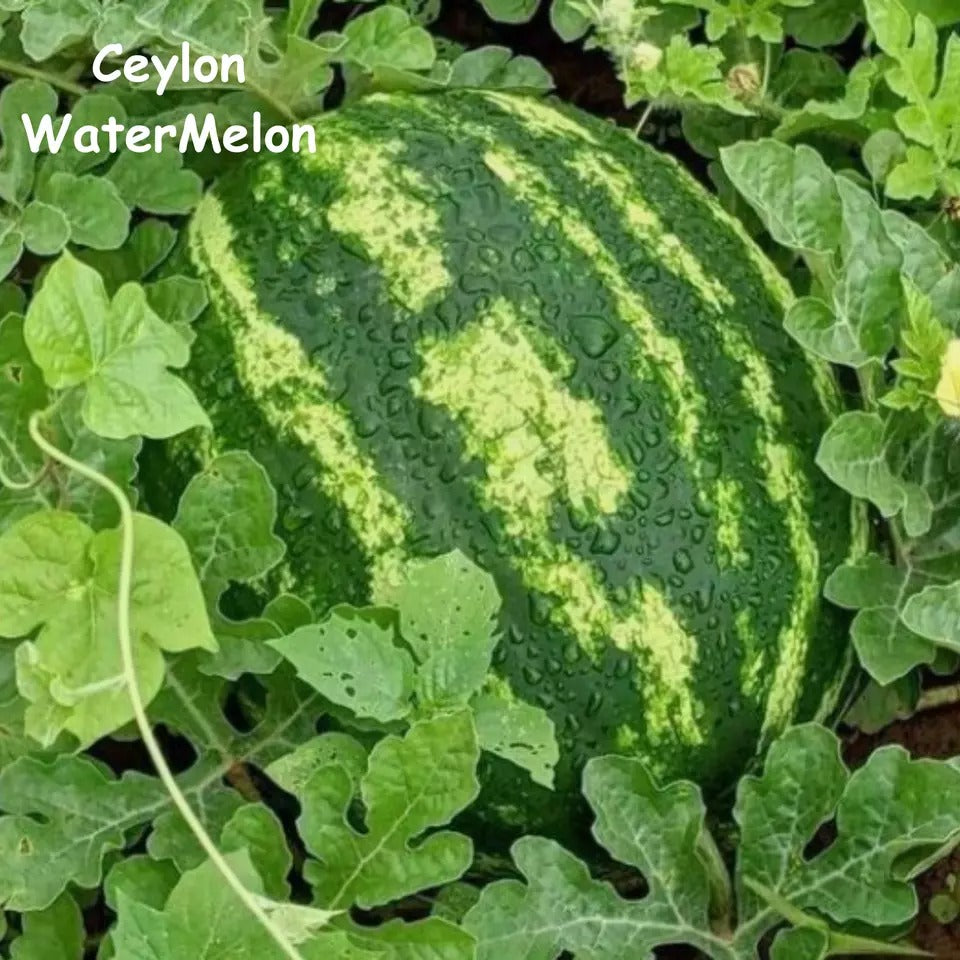 Fresh WATERMELON Seeds Garden Sweet Fruit Organic