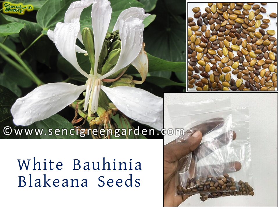 White Bauhinia Blakeana 10+ Seeds flower fresh seeds