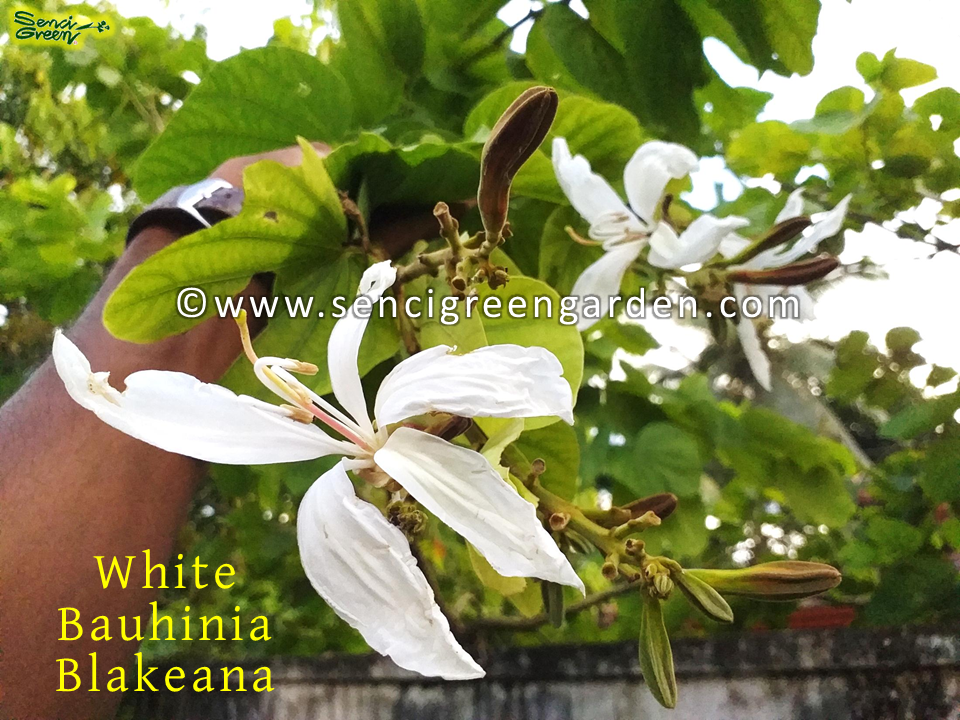 White Bauhinia Blakeana 10+ Seeds flower fresh seeds