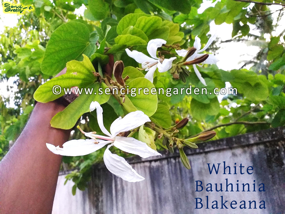 White Bauhinia Blakeana 10+ Seeds flower fresh seeds