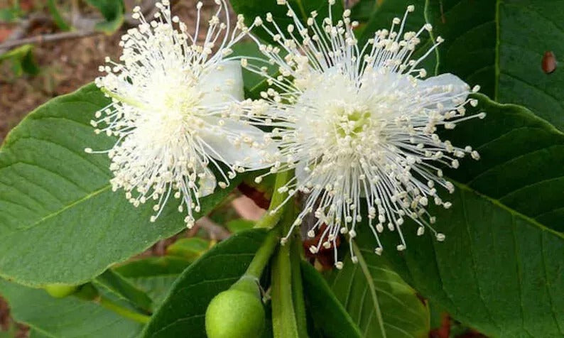 White Guava Fruit (Psidium guajava) Natural Organic Fruit Seeds High Quality