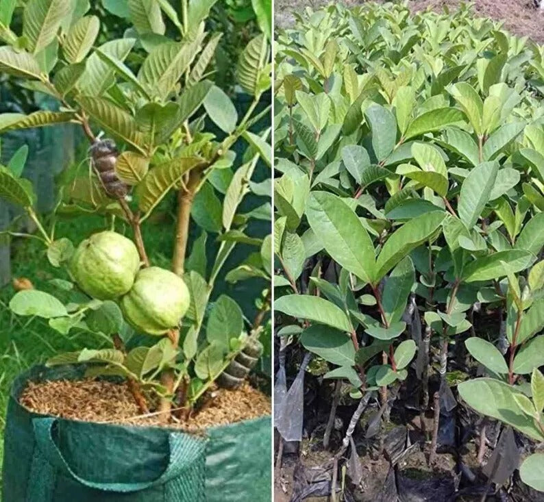 White Guava Fruit (Psidium guajava) Natural Organic Fruit Seeds High Quality