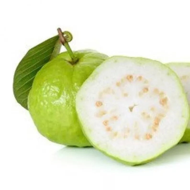 White Guava Fruit (Psidium guajava) Natural Organic Fruit Seeds High Quality