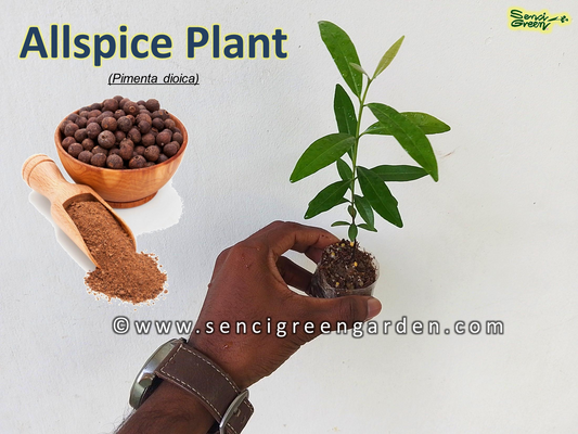 Allspice Jamaica pepper (Pimenta dioica) 