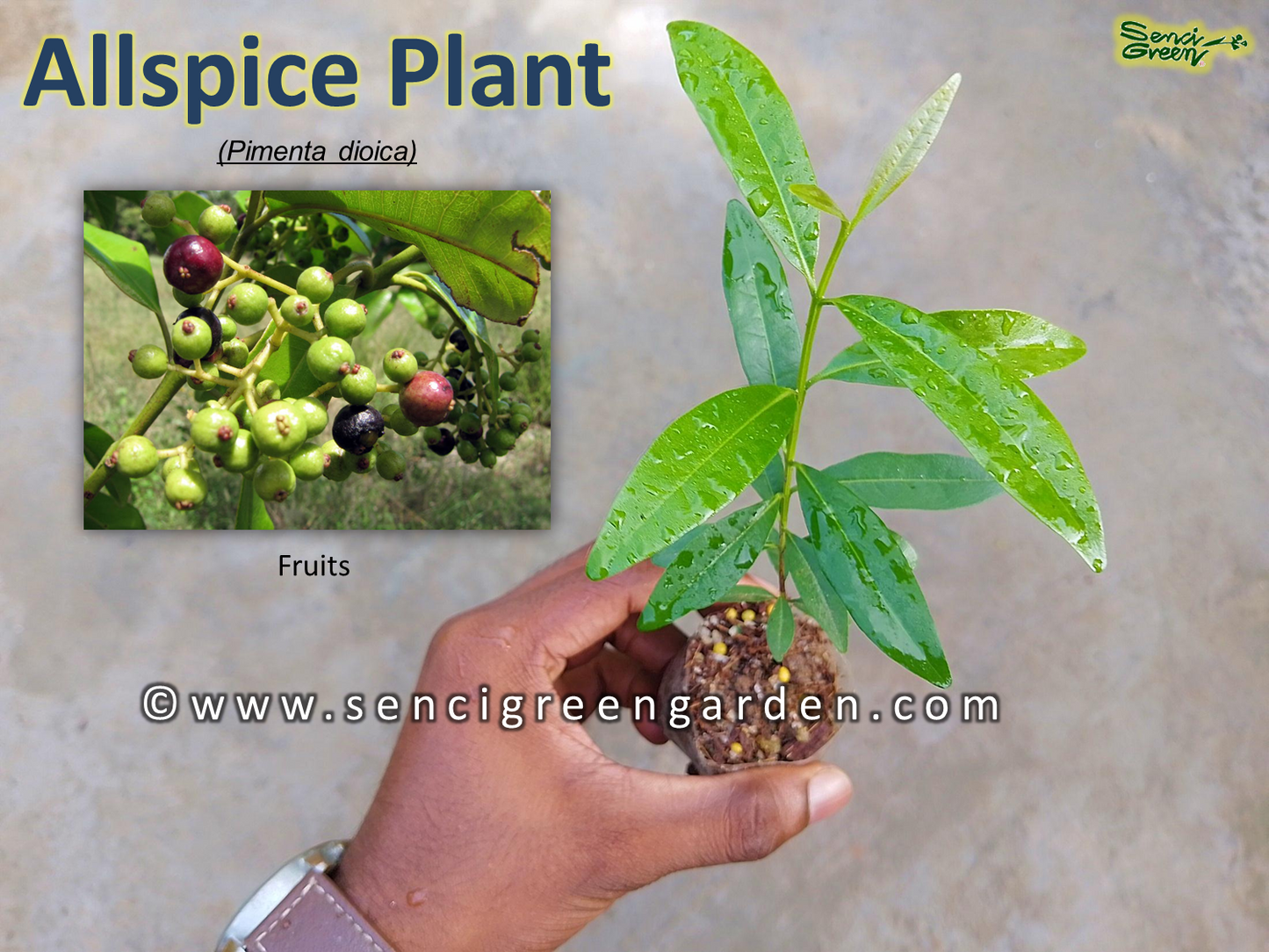 Allspice Jamaica pepper (Pimenta dioica) 