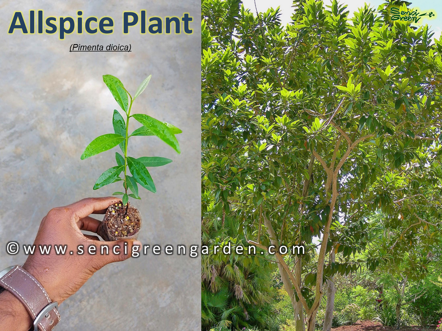 Allspice Jamaica pepper (Pimenta dioica) 