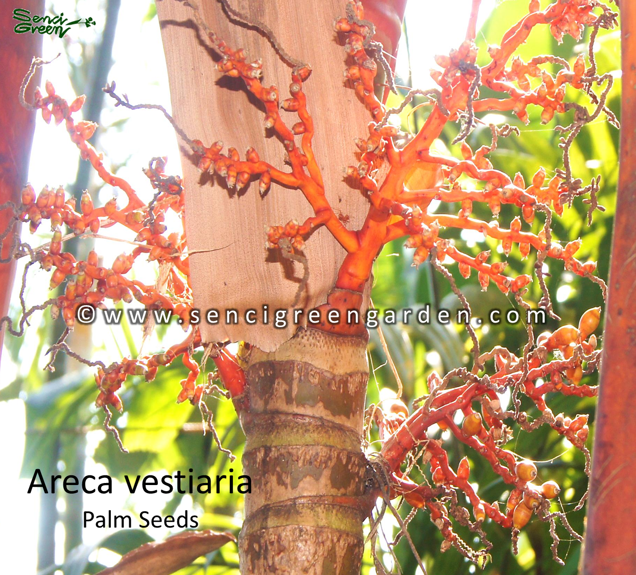 Areca vestiaria palm seeds 