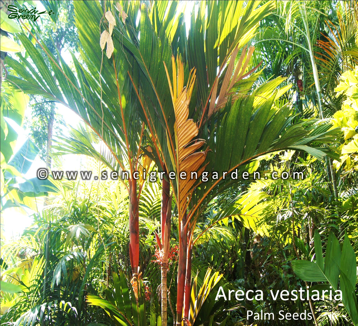 Areca vestiaria palm seeds 