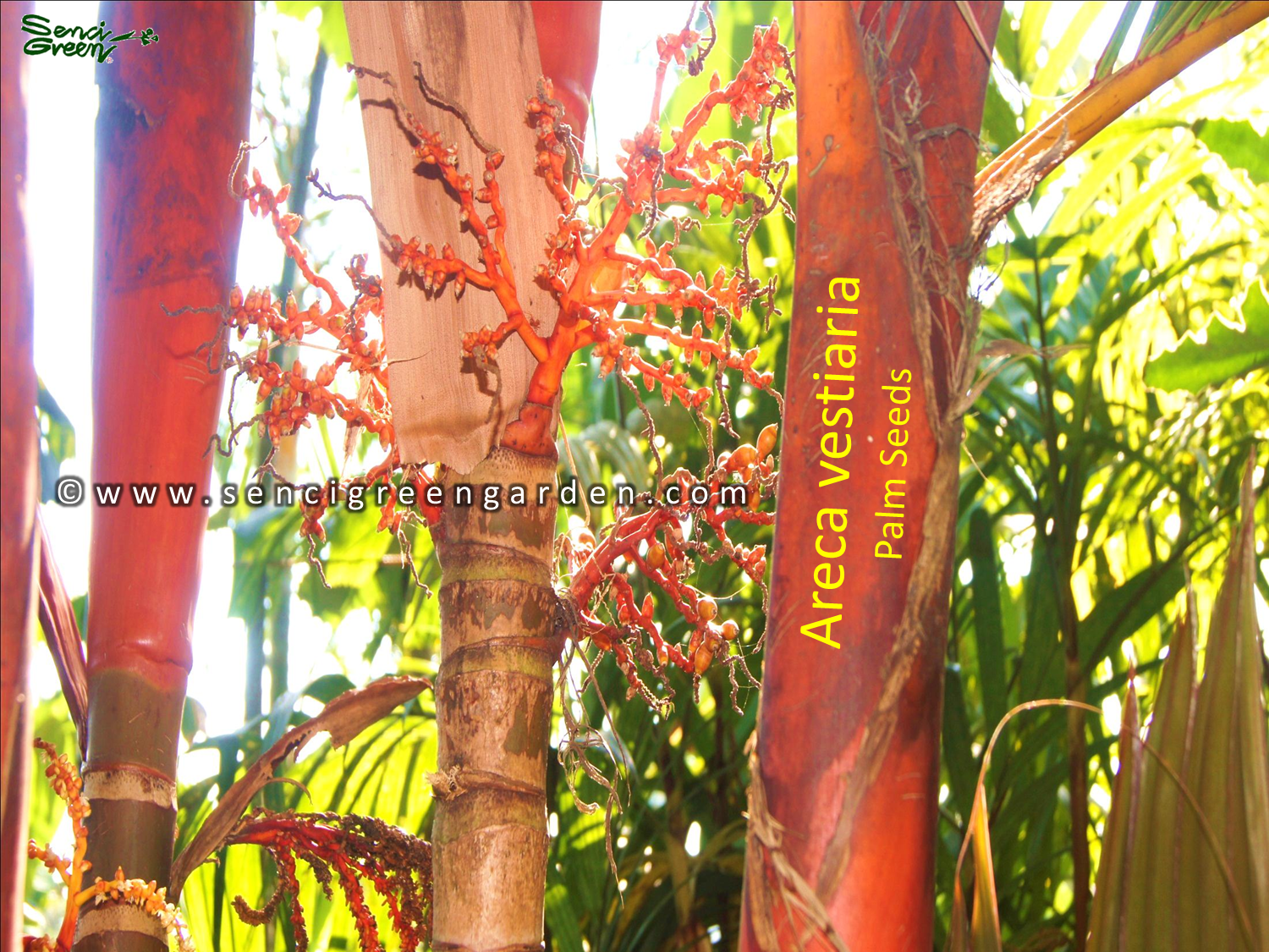 Areca vestiaria palm seeds 