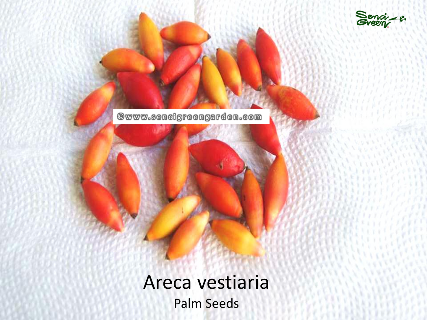 Areca vestiaria rare palm seeds