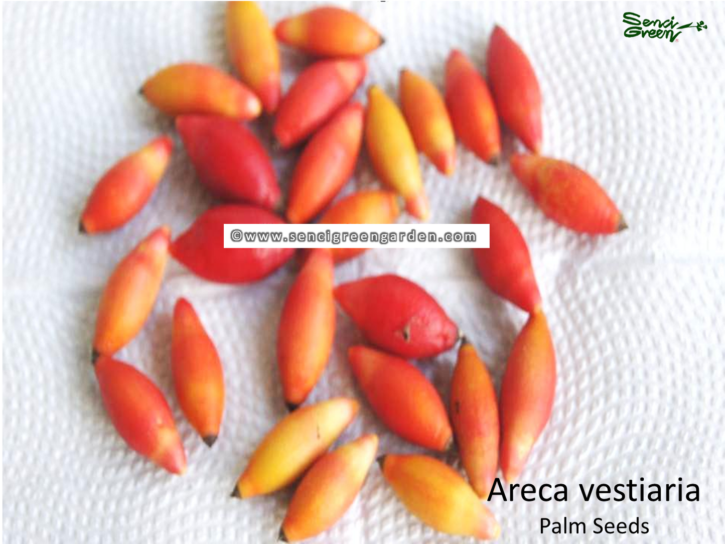 Areca vestiaria rare palm seeds