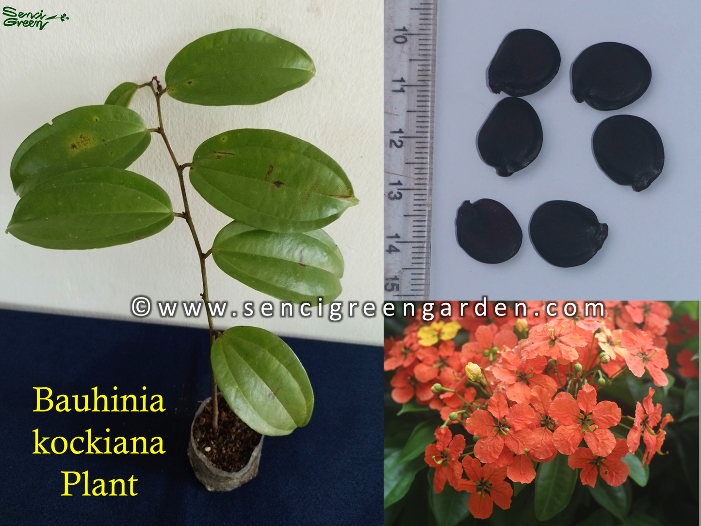 Red trailing bauhinia, bauhinia kockiana Plant 6"- 8" Inches