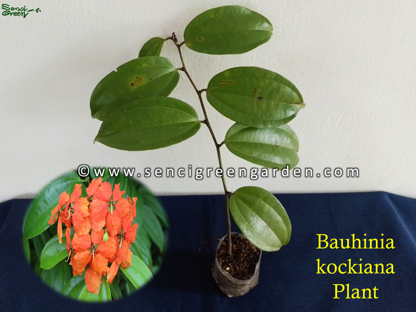 Red trailing bauhinia, bauhinia kockiana Plant 6"- 8" Inches