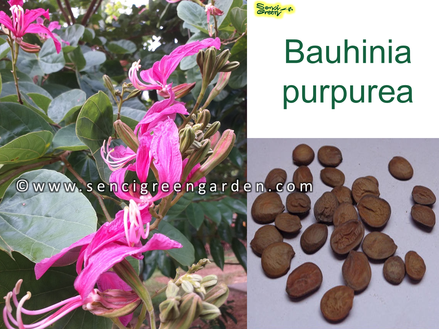 Bauhinia purpurea seeds