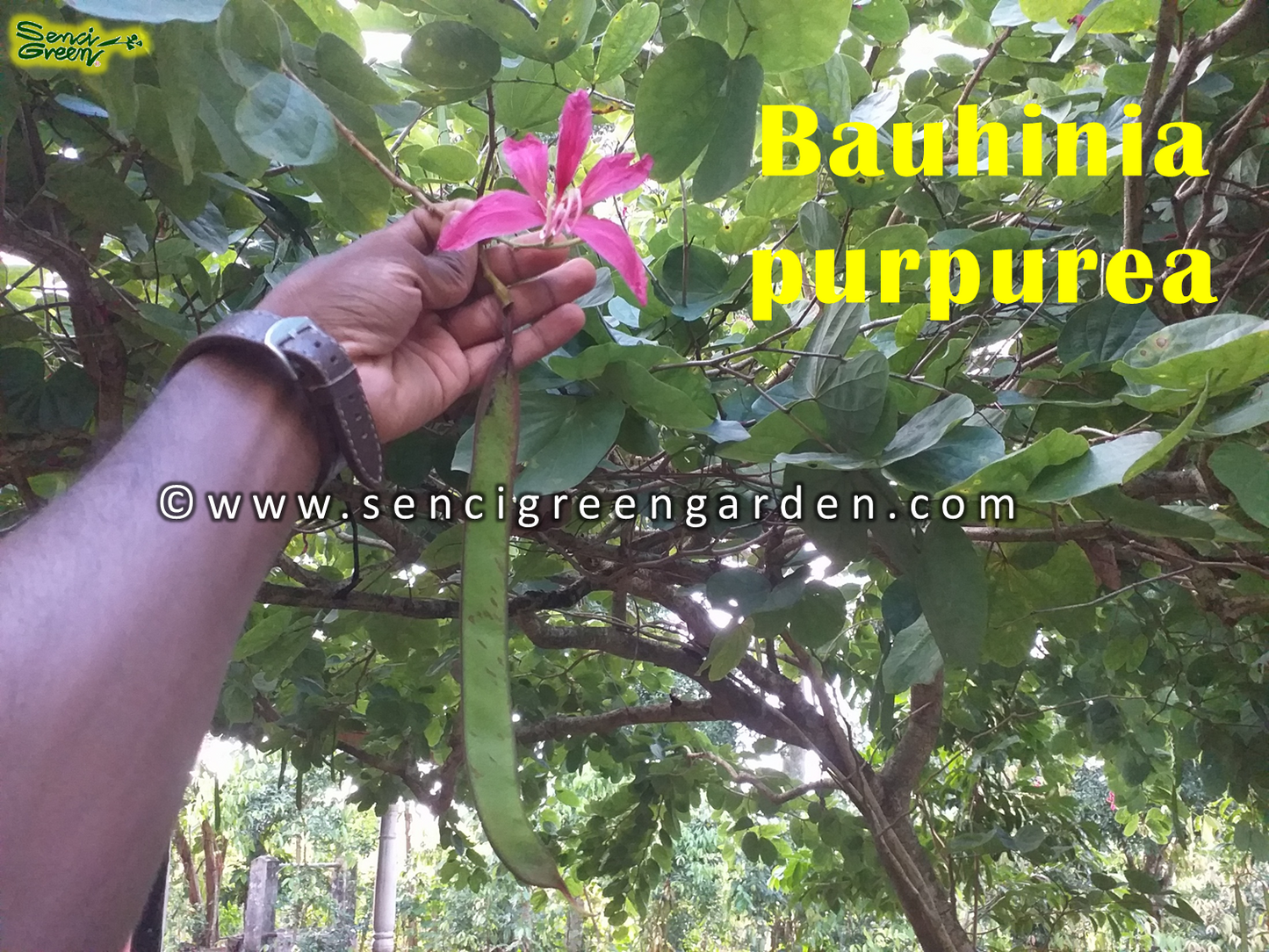 Bauhinia purpurea seeds