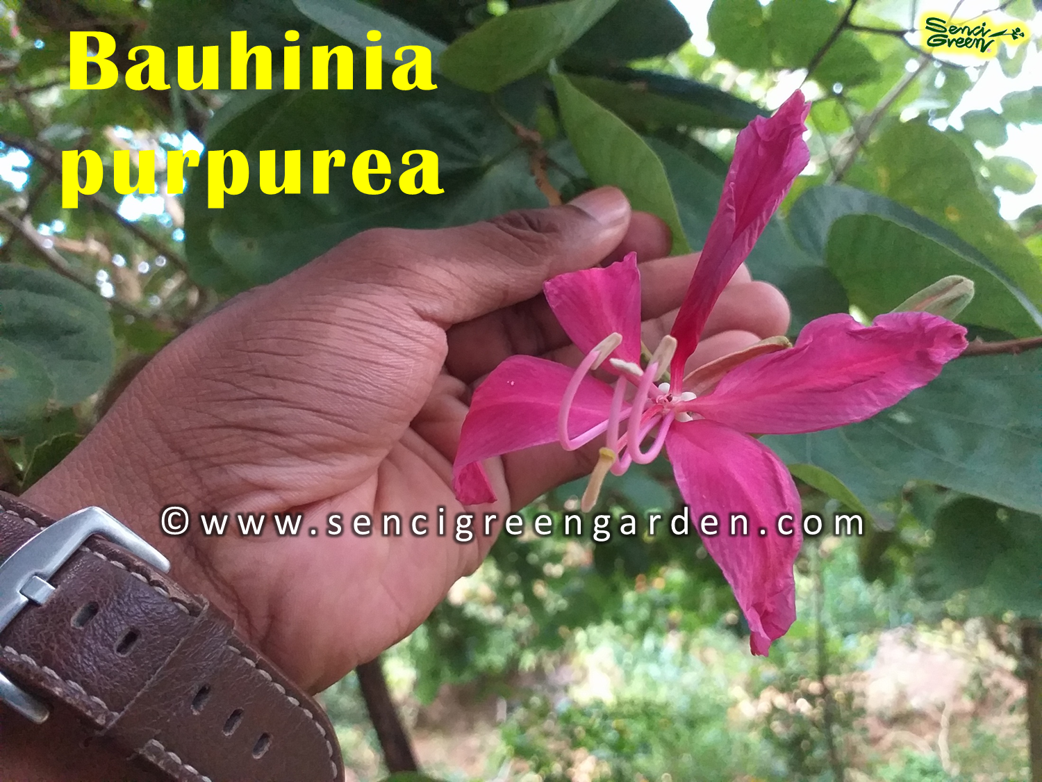 Bauhinia purpurea seeds