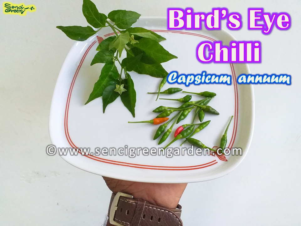 Bird's Eye Chili x25 Seeds