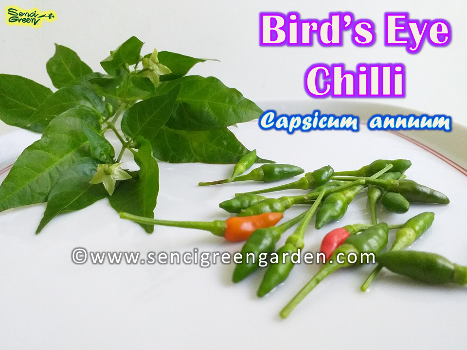 Bird's Eye Chili x25 Seeds