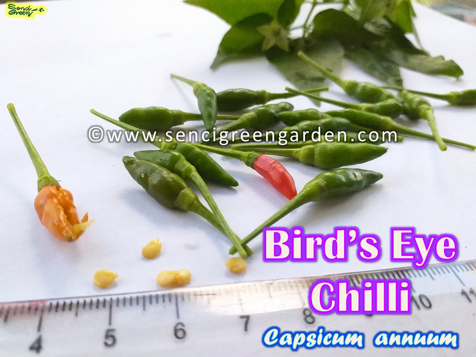 Bird's Eye Chili x25 Seeds