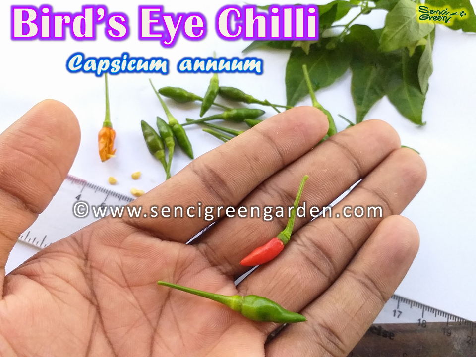 Bird's Eye Chili x25 Seeds