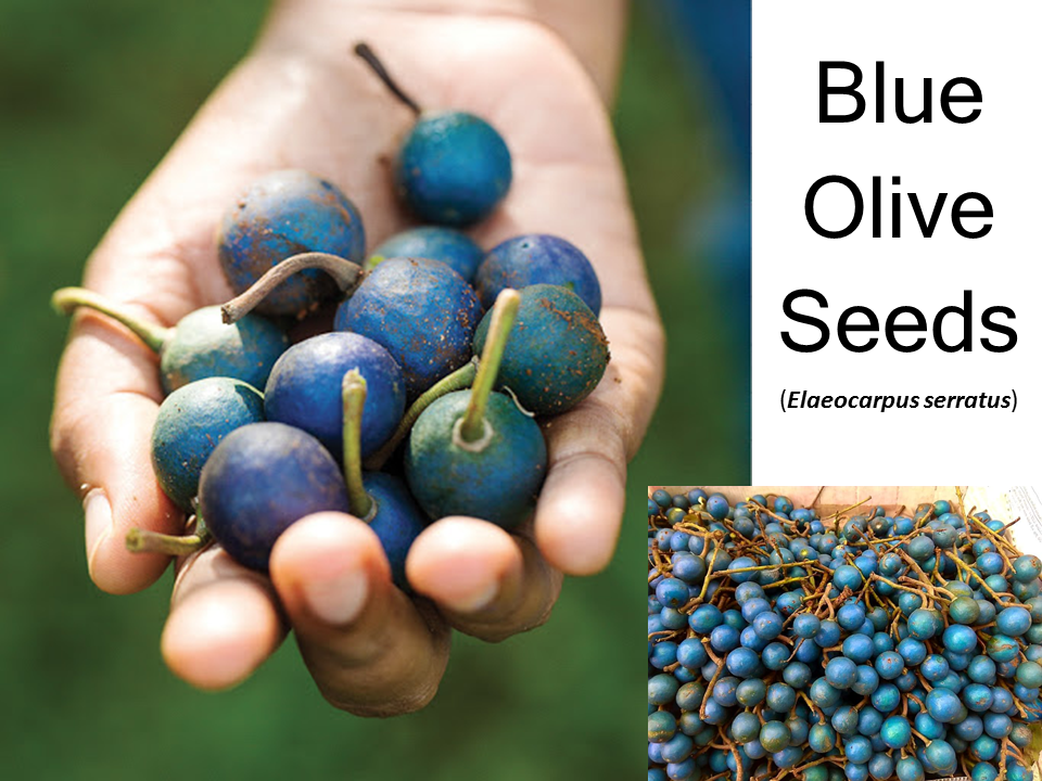 Blue Olive Seeds (Elaeocarpus serratus) Fruit x05 seeds