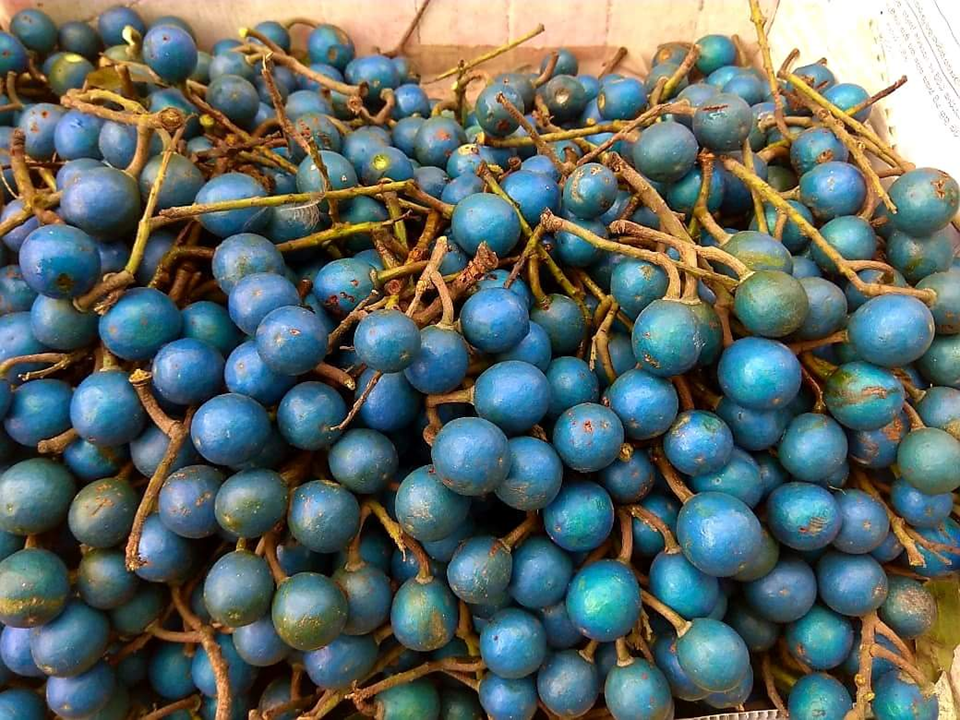 Blue Olive Seeds (Elaeocarpus serratus) Fruit x05 seeds