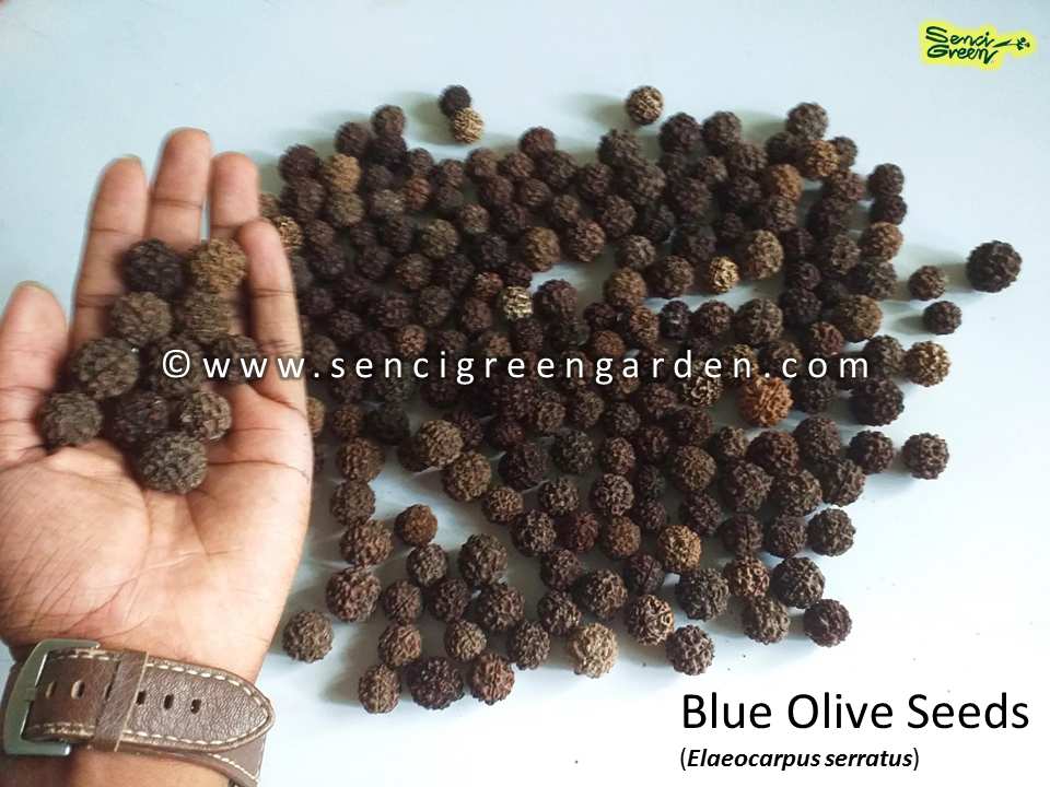 Blue Olive Seeds (Elaeocarpus serratus) Fruit x05 seeds