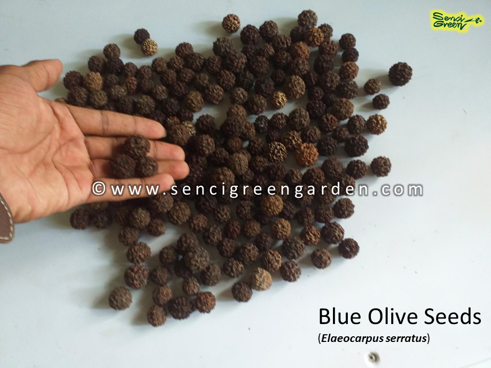 Blue Olive Seeds (Elaeocarpus serratus) Fruit x05 seeds